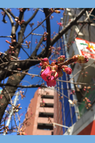 寒桜