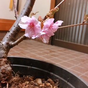 桜