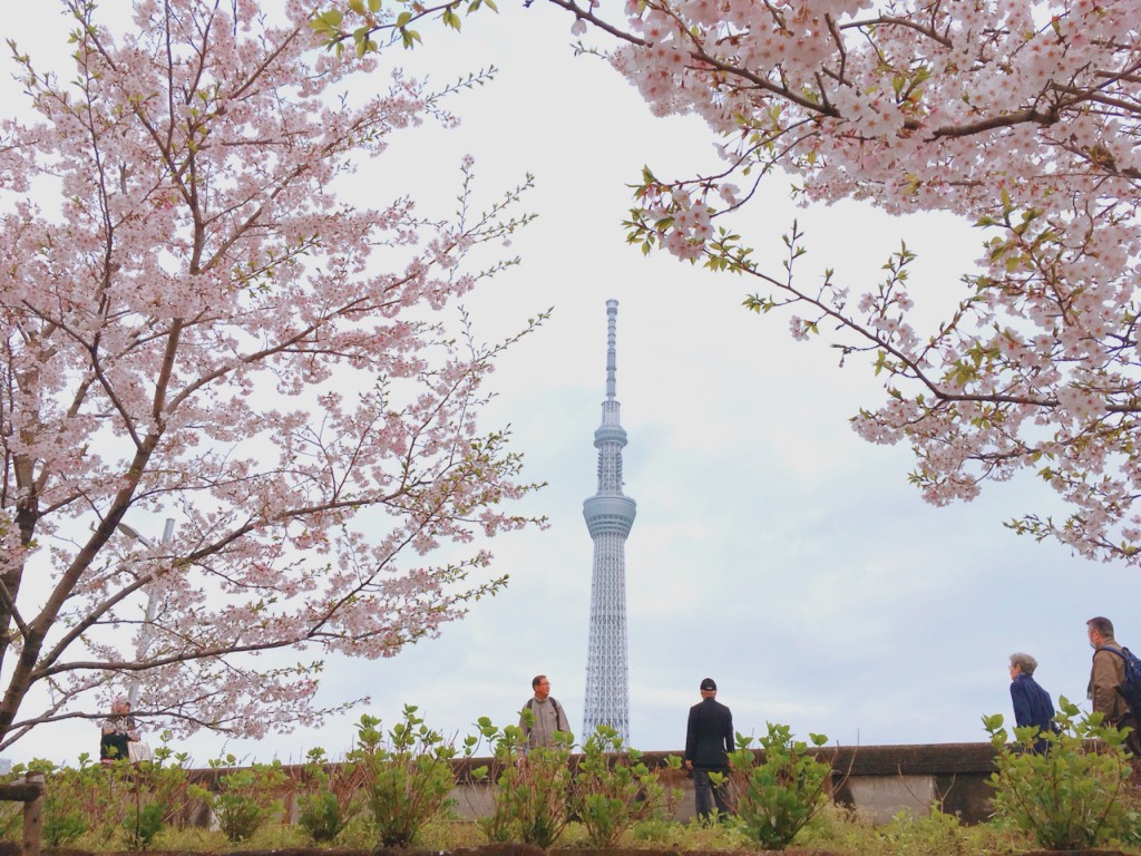 押上桜