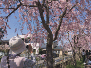 しだれ桜2