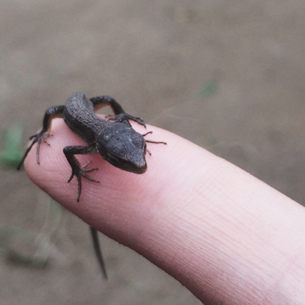 カナヘビの子ども