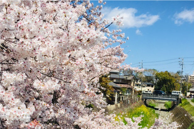 山科川さくら