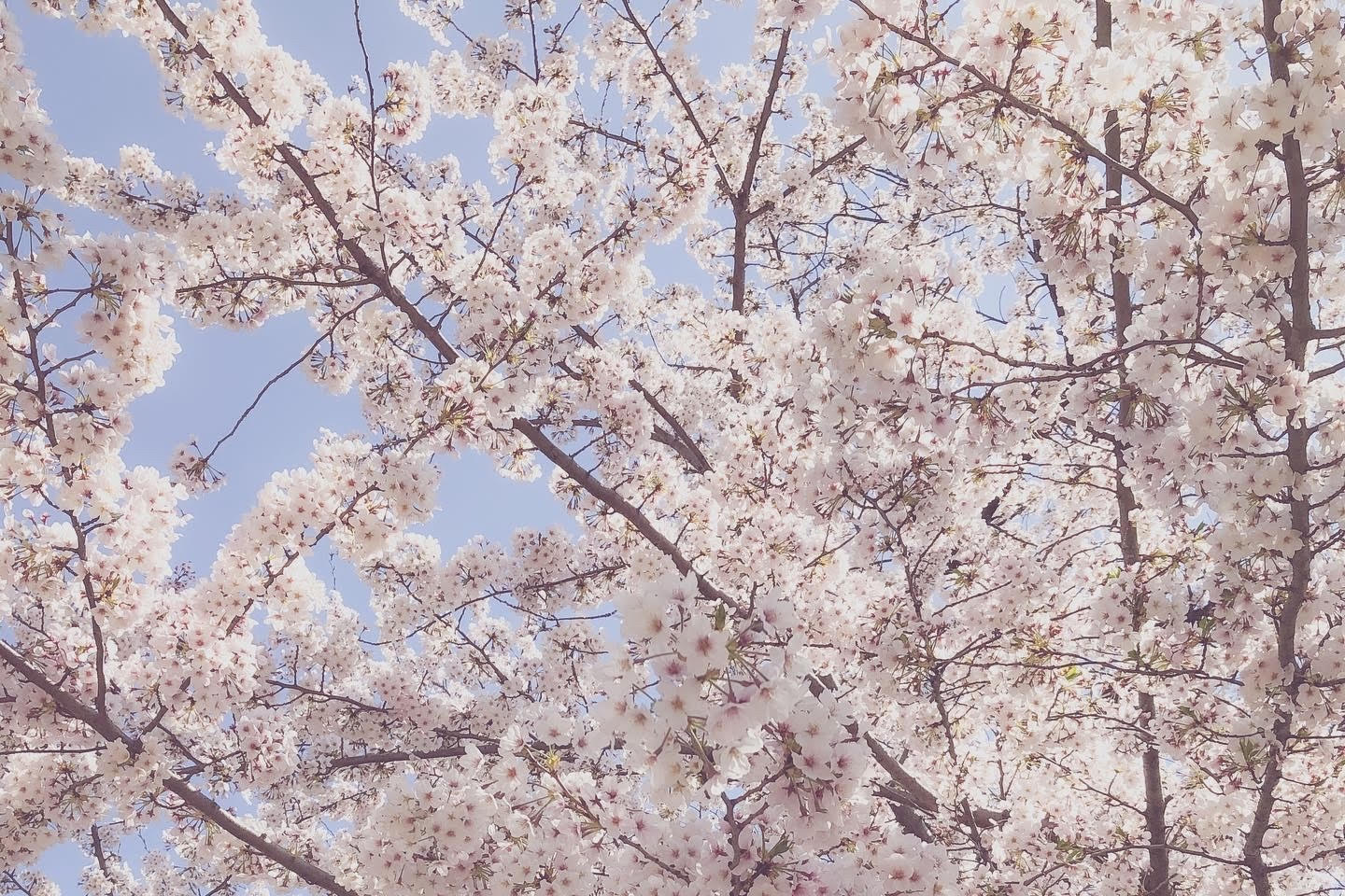 sakura